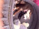 Adopter chiot chihuahua mâle et femelle 