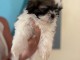 Je donne chiot Shih Tzu mâle 