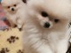 Adopter chiot spitz allemand 