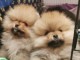 Magnifique chiot spitz allemand 