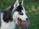 Bébé chiot husky sibérien a donner 
