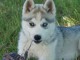 Je donne chiot sibérien husky femelle 