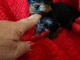 Je donne chiot Yorkshire mâle 