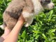 Chiots berger australien lof 