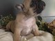 chiot bouledogue français à donner 