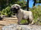 Dons chiot carlin disponible 