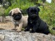 Je donne chiot type carlin 
