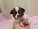 Adoption chiot chihuahua disponible 
