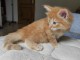 Je donne chaton norvégien 
