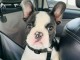 Adoption chiot bouledogue français 