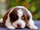Chien berger australien disponible 