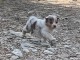 Je donne chiot berger australien mâle 