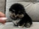 Bébé chiot spitz nain disponible 