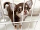 je donne chiot chihuahua femelle 