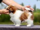 Chiot Shih Tzu à donner 