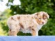 Je donne chiot berger australien 