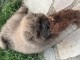 Je donne chiot chow-chow disponible 