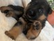 Adoption chiot berger allemand 