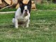 Chiots bouledogue français âge de 3 moi 