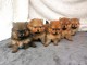 Dons chiot spitz nain disponible 