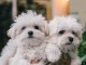 Je donne chiot bichon maltais 