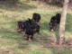 Adoption chiot berger allemand 