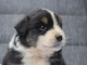 Bébé chiot berger australien lof 