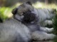 Adorable chiot spitz allemand 