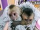Singe capucin à donner mâle et femelle 