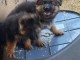 Chiots berger allemand à adopter 