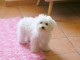 Bébé chiot bichon frisé a donner 