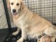 chiots golden retriever a donné 