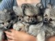 chiots spitz allemand à donner 