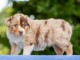 Adorable chiot berger australien 