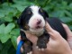 Chiots bouvier bernois à adopter 