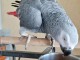 Perroquet gris du Gabon à adopter 