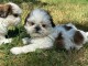 chiots Shih Tzu à adopter 