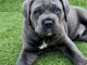 Magnifique chiot Cane corso 