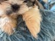 Je donne chiot Shih Tzu disponible 