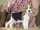 Bébé chiot beagle disponible 