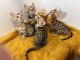 Bébé chaton Bengal pour adoption 