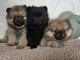 Chiots spitz nain disponible 