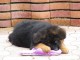 chiot type berger allemand lof mâle a donner 