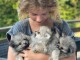 chiots spitz allemand à adopter 