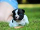chiot bouledogue français à donner 
