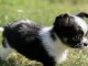 Dons chiot chihuahua femelle a donner 