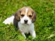 chiots beagle disponible pour adoption 