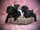 chiots bouledogue français à adopter 