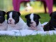 bébé chiot bouledogue français 