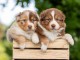 chiots berger australien disponible 